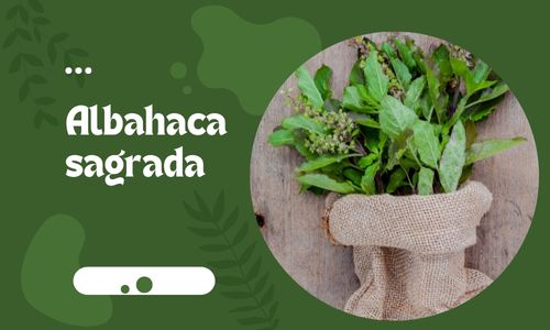 Albahaca sagrada