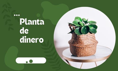 Planta de dinero