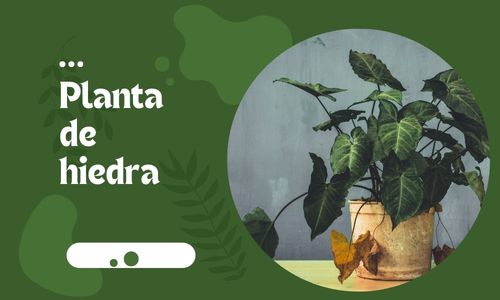Planta de hiedra