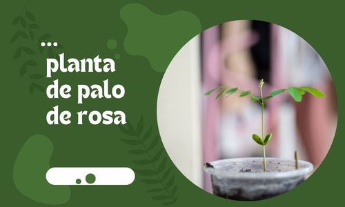 Planta de palo de rose