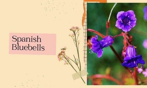 Campanillas espa&ntilde;olas