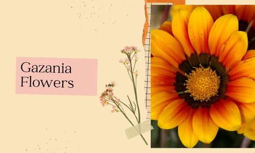 Flores de Gazania
