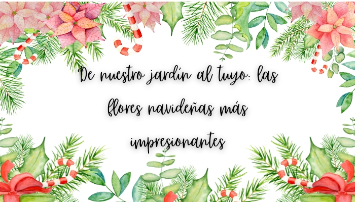 De nuestro jardín al tuyo: las flores navideñas más impresionantes