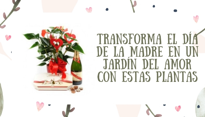 Transforma el Día de la Madre en un Jardín del Amor con Estas Plantas