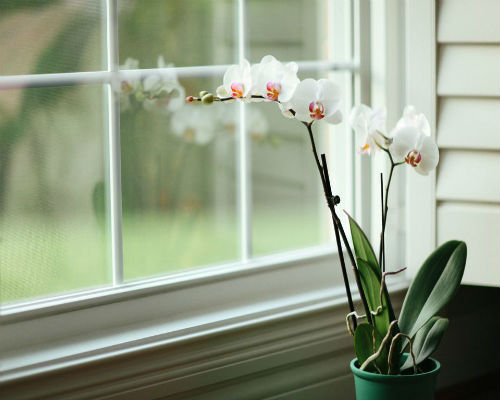 Temperatura y luz de las orquídeas