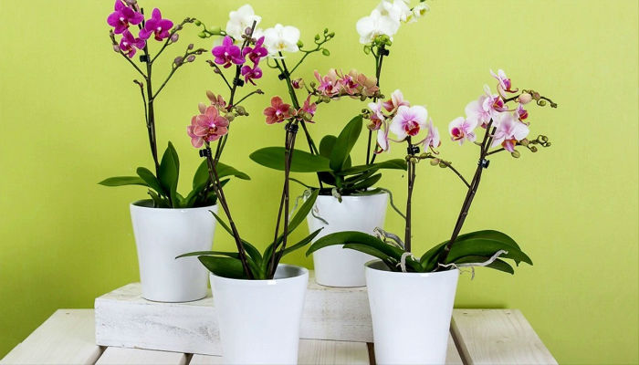 Consejos: Cómo cuidar sus plantas de orquídeas
