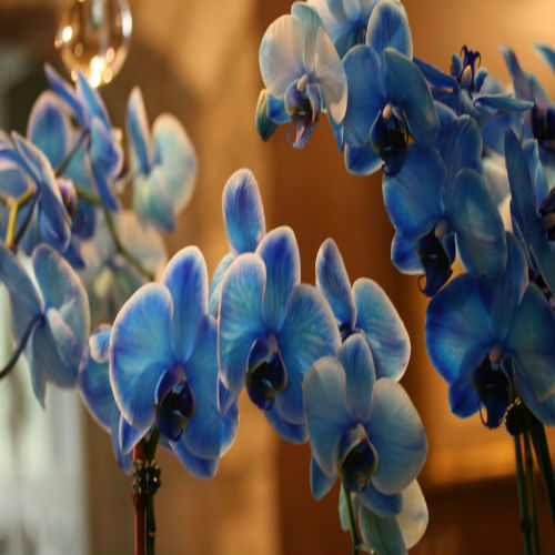 The Blue Mystique Orchid