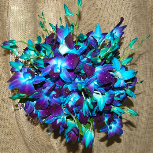 El Dendrobium azul