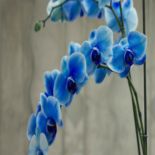La orquídea azul pálido