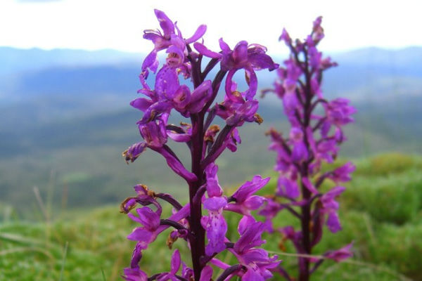 Temprano Púrpura Orquídea
