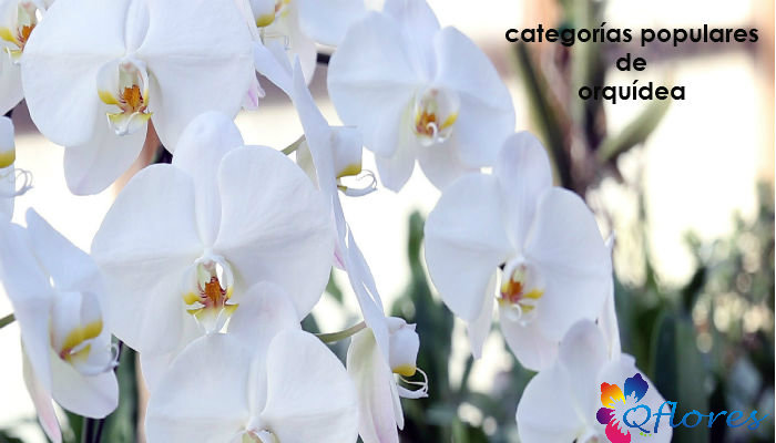 9 categorías más populares de orquídeas para conocer
