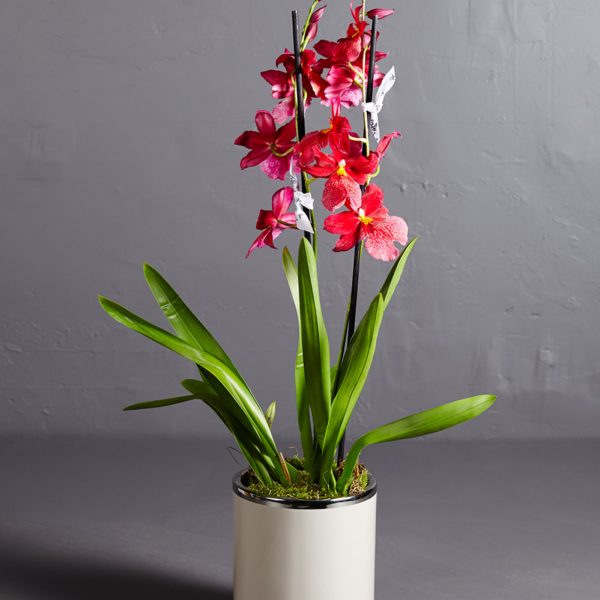 Oncidiums Orchid