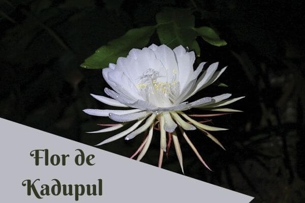 kadupul flower