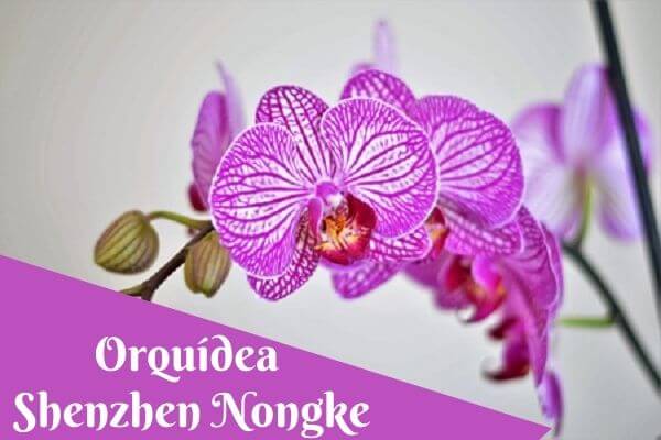 shenzhen nongke orchid