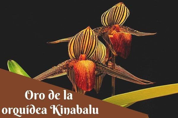 the gold kinabal orchid