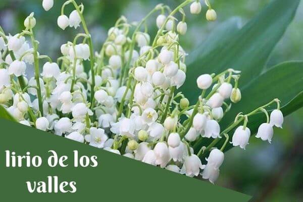 lily of vally