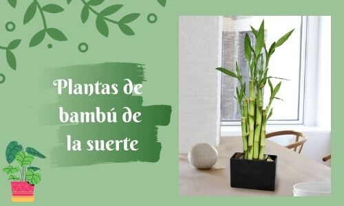 good luck plant lucky bamboo plant
