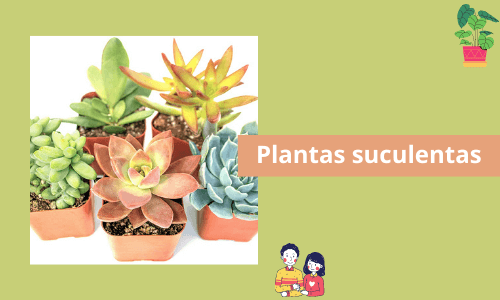Plantas suculentas