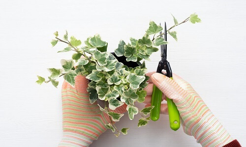 pruning your plant