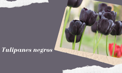 black tulips