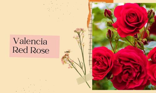 Rosa Roja de Valencia
